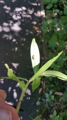 Meteorus pulchricornis