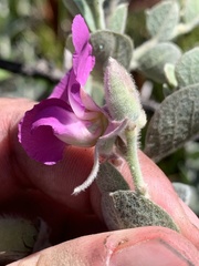 Podalyria hirsuta