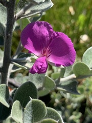 Podalyria hirsuta