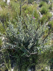 Podalyria hirsuta