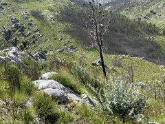 Podalyria hirsuta