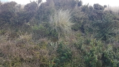 Poa cita