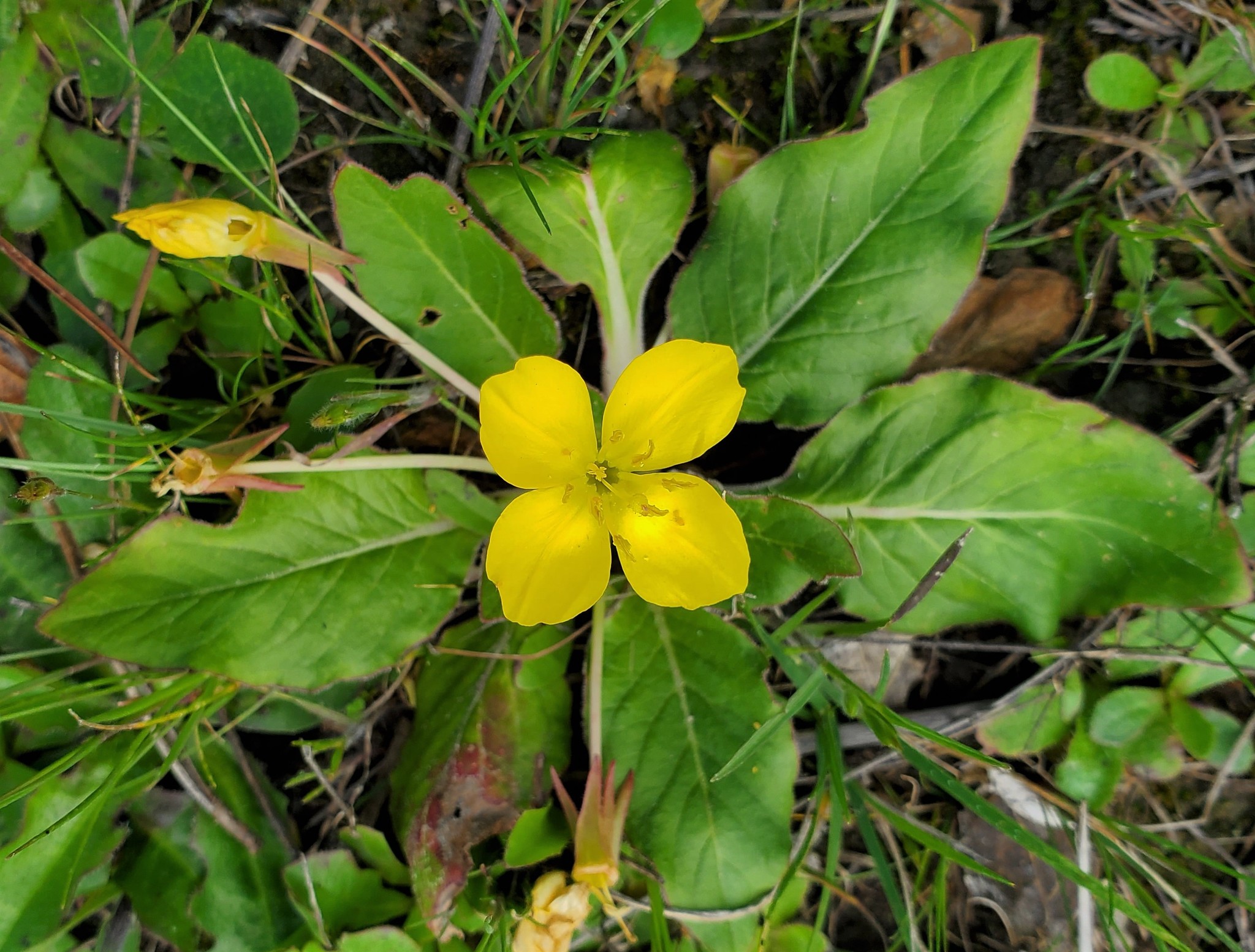 Taraxia ovata