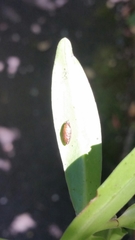 Meteorus pulchricornis