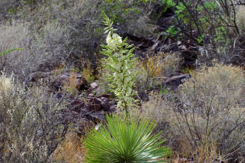 Yucca rostrata