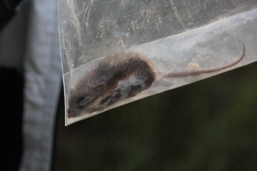 iNaturalist observation photo of North American Deer Mice