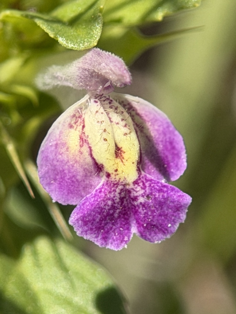 San Mateo thorn-mint (Acanthomintha duttonii)