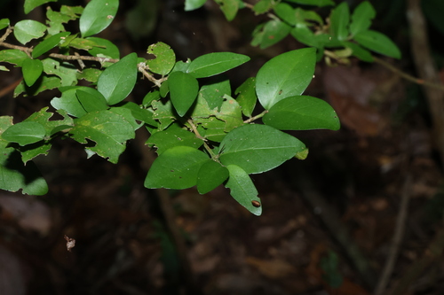 Randia moorei, photograph 1