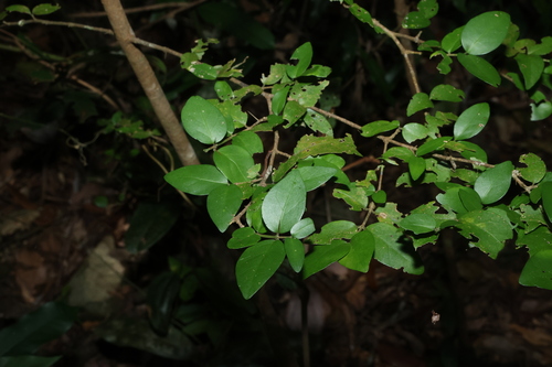 Randia moorei, photograph 2