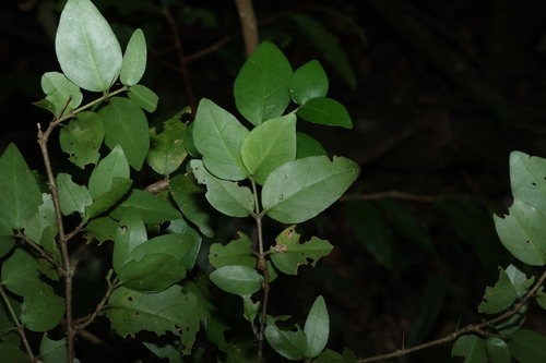Randia moorei, photograph 3