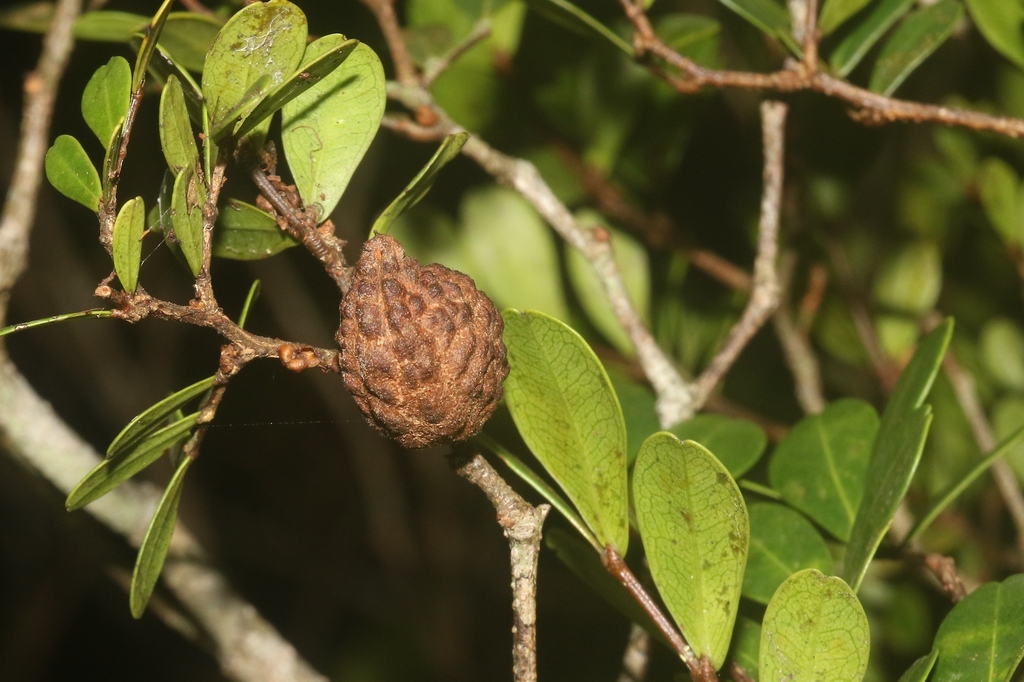 Cynometra dauphinensis