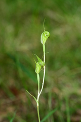 Pterostylis atrans