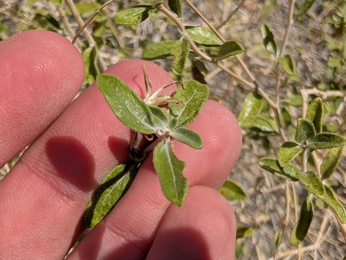 Encelia frutescens, photograph 6