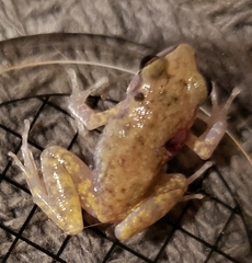 Eleutherodactylus campi