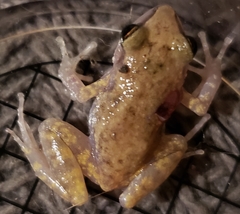 Eleutherodactylus campi