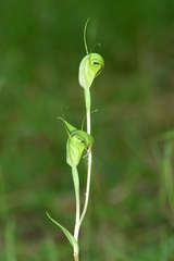 Pterostylis atrans