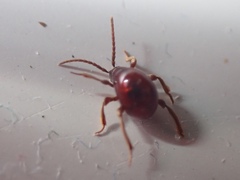 Gibbium aequinoctiale