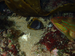 Chaetodon flavirostris