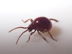 Gibbium aequinoctiale