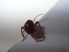 Gibbium aequinoctiale