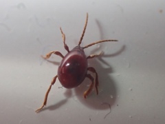 Gibbium aequinoctiale