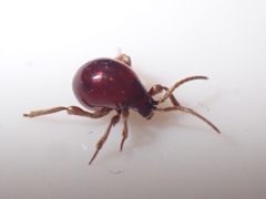 Gibbium aequinoctiale
