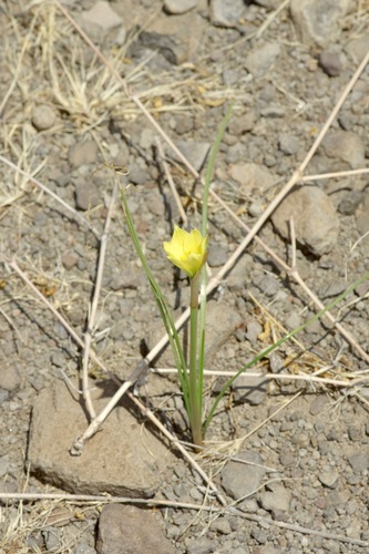 Zephyranthes longifolia, photograph 1