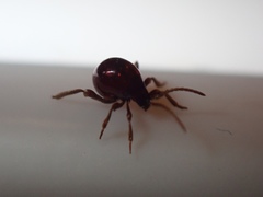 Gibbium aequinoctiale