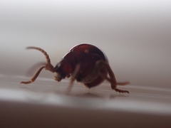 Gibbium aequinoctiale