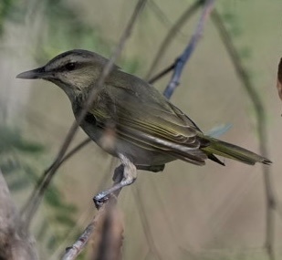 Black-whiskered Vireo (Vireo altiloquus), photo 7