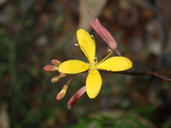Cleome tetrandra