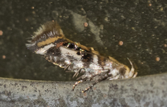 Aristotelia elegantella