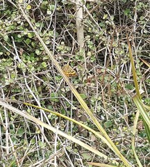 Dasyuris partheniata