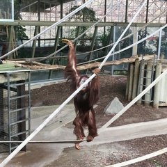 Pongo