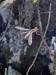 Chlorolestes conspicuus