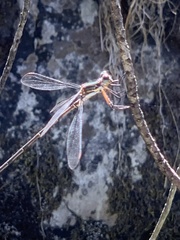 Chlorolestes conspicuus