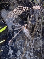 Chlorolestes conspicuus