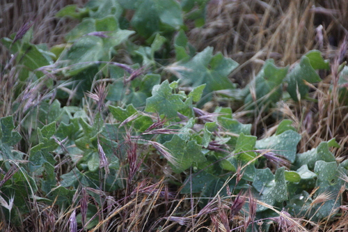 iNaturalist observation photo of bromes
