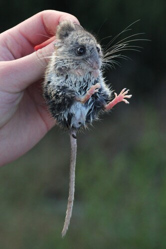 iNaturalist observation photo of North American Deer Mice