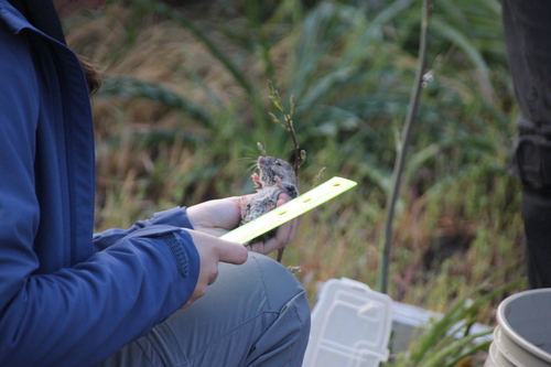 iNaturalist observation photo of North American Deer Mice