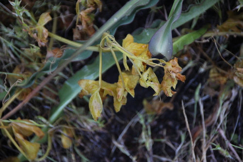 iNaturalist observation photo of Dicots