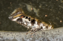 Aristotelia elegantella