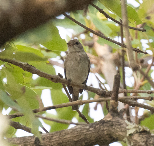 Gambaga Flycatcher (Muscicapa gambagae), photo 2