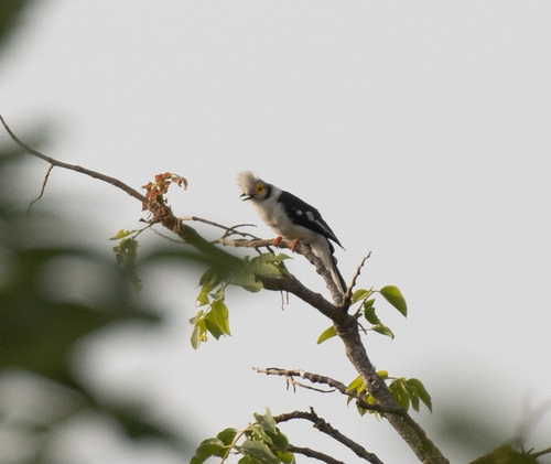 White-crested Helmetshrike (Prionops plumatus), photo 5