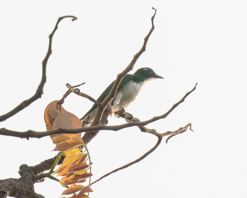 Klaas's Cuckoo (Chrysococcyx klaas), photo 3