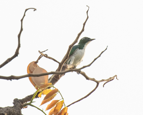 Klaas's Cuckoo (Chrysococcyx klaas), photo 4