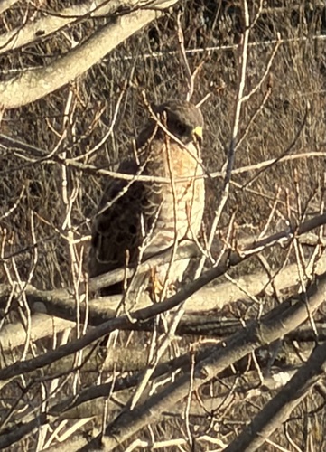 Broad-winged Hawk observed by colros