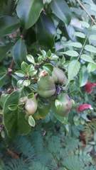 Pereskia
