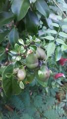 Pereskia