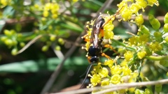 Ichneumon lotatorius